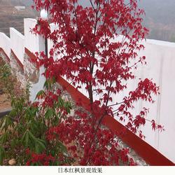 日本紅楓樹(shù)嫁接技術(shù)與河南舜楓農(nóng)林的實(shí)踐
