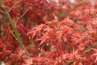 九農(nóng)花木園藝場(chǎng)基地實(shí)拍圖 日本紅楓紅舞姬與日本紅楓的絢麗風(fēng)采