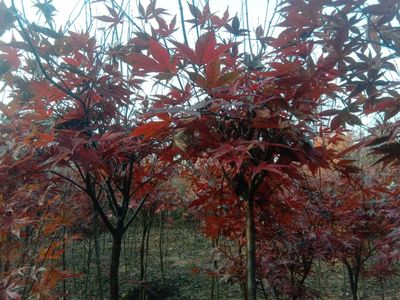 日本紅楓 優(yōu)質苗木的市場概況與種植價值