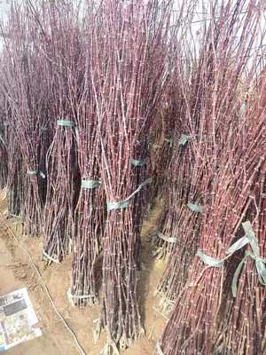 紅楓小苗產地直發(fā) 美國、日本與中國品種比較