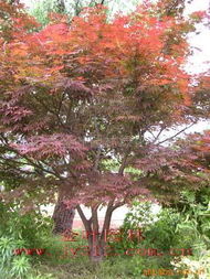 日本櫻花與紅楓小苗 綠化苗木的優(yōu)質選擇