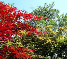 日本紅楓小景 秋色中的東方韻味